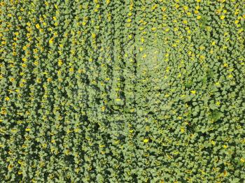 Field of sunflowers. Aerial view of agricultural fields flowering oilseed. Top view.