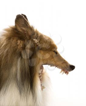 Royalty Free Photo of a Collie Dog Yawning