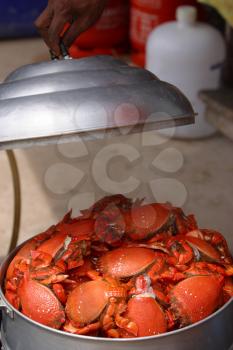 Crabs Stock Photo