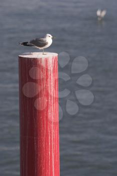 Sparrow Stock Photo