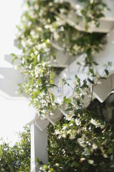 Royalty Free Photo of Flowering Vines Growing on a White Trellis
