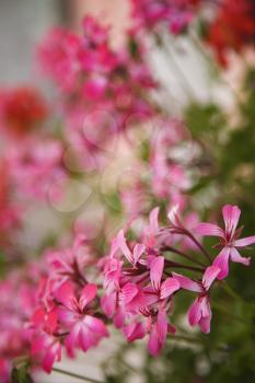 Royalty Free Photo of Pink Geraniums