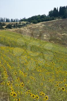Royalty Free Photo of Sunflowers Growing in a Field in Tuscany, Italy