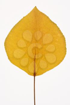 Yellow Bradford Pear leaf against white background.
