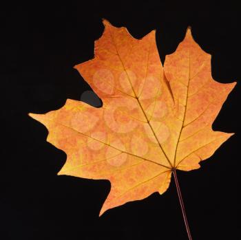 Royalty Free Photo of a Red Sugar Maple Leaf