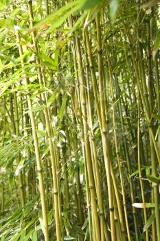 Royalty Free Photo of a Group of Bamboo Stalks