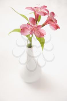 Royalty Free Photo of Three Pink Alstroemeria Lilies in a White Vase
