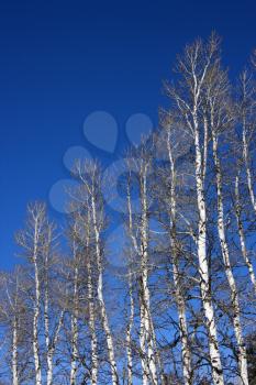 Royalty Free Photo of a Group of Aspen Trees With Blue Sky in the Background