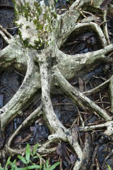 Royalty Free Photo of the Roots of a Tree Spreading Out in Wet Ground in Daintree Rainforest, Australia