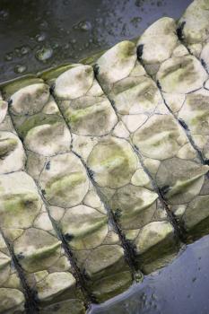 Royalty Free Photo of a Close-up of a Crocodile Tail in Water, Australia