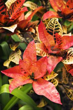 Brightly multicolored leaves of croton plant.