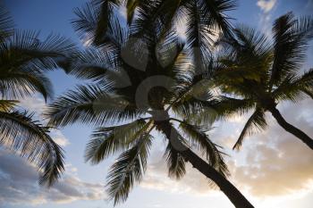 Royalty Free Photo of Palm Trees Silhouetted Against the Sky in Maui, Hawaii