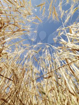 Worms eye view of golden wheat field ready for harvest agaist blue sky.