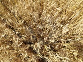 Royalty Free Photo of an Overhead View of a Wheat Field Ready for Harvest
