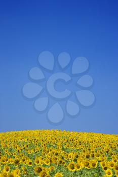 A vast field of sunflowers with a bright blue sky as a background. Vertical shot.