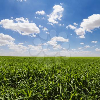 Large field of young corn plants with blue sky and clouds. Square shot.