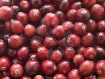 Royalty Free Photo of Cranberries