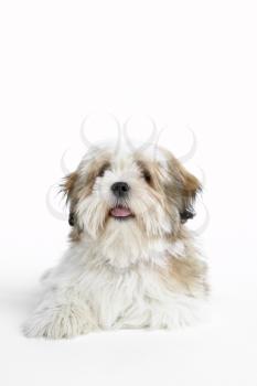 Royalty Free Photo of a Lhasa Apso