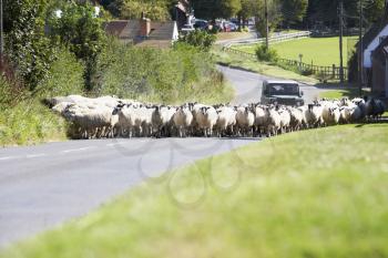 Royalty Free Photo of Sheep Being Driven Along a Country Road