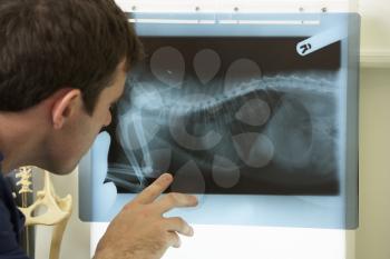 Male Veterinary Surgeon Examining X Ray In Surgery