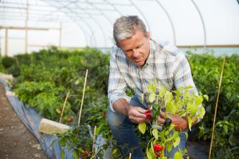 Farmer Checking Organic Chilli Plants In Greenhouse