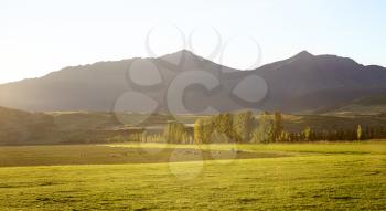 Sheep Grazing Near Queenstown In New Zealand's South Island