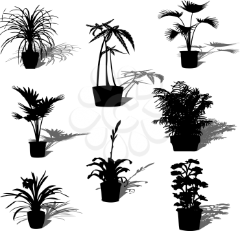 Potted plant silhouettes and reflection over white background
