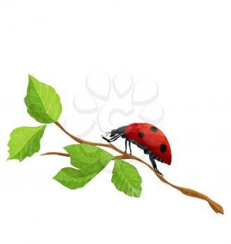 Watercolor style drawing of a ladybug isolated on white background