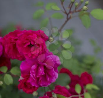 Garden roses background in red and pink colors