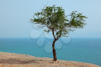 Royalty Free Photo of a Tree on a Cliff