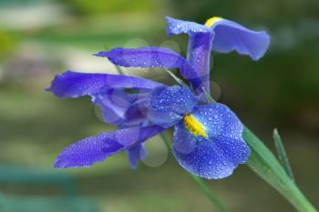 Royalty Free Photo of an Iris