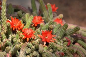 Royalty Free Photo of a Dwarfish Garden Cactus