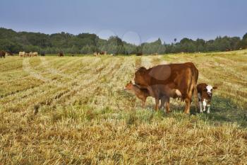 The well-groomed corpulent cow with calf on a pasture
