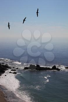 Three grey pelicans in clear serene day are turned over coast of Pacific ocean
