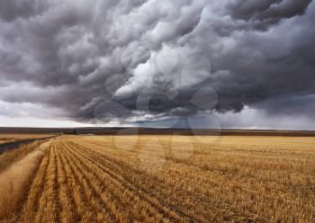 Thunderclouds above fields after harvesting. Montana, the USA