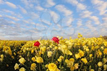 Wonderful field of red and yellow garden ranunculus and spring bright sky