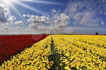 Solar spring day in fields flowers buttercups