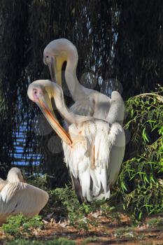 A pair of pelicans on the shore of the pond