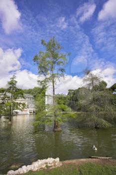 Duck in lake of park Buen-Retiro in fine May day