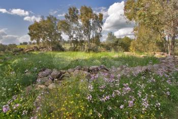  A blossoming meadow about stream Gelabun on Golan heights