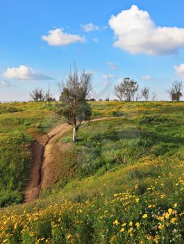 A lovely spring day in southern Israel. Flowering fields and the bright blue sky