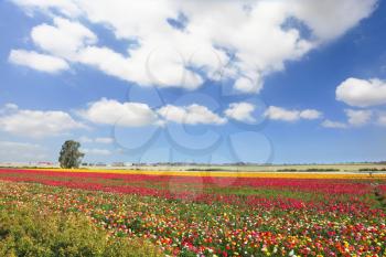 Multi-colored garden buttercups. Spring flowering fields in Israel