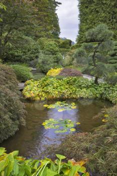  A shallow charming pond in Japanese  garden of the big park