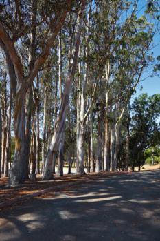 Small picturesque grove on Pacific coast. Warm serene autumn day, a shady path