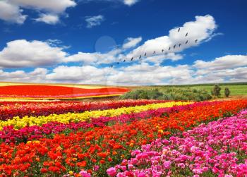  Flowers planted with broad bands of bright colors - red, yellow and pink. Field of multi-colored decorative buttercups Ranunculus Bloomingdale  