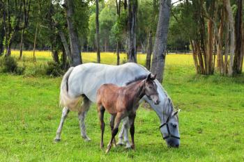 The white mare and her foal of brown color are peacefully grazed on a green lawn. Board for cultivation of thoroughbred Arab racers