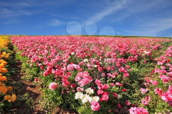 Israeli spring. Kibbutz fields with bright flowers Ranunculus. Flowers are grown for export