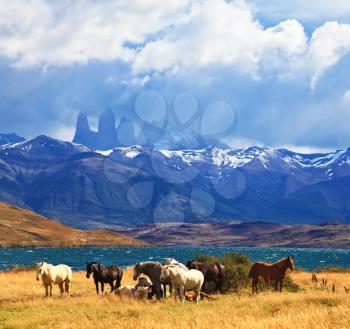 The fantastic lake in mountains. Ashore are grazed herd of horses of different colors. South American Andes. Park Torres del Paine in Chile