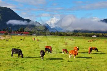 Rural idyll in Chile. Orange and black cow  grazing on a green pasture