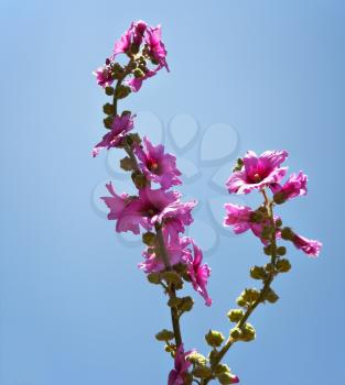 Bright large pink flowers on a background of the blue sky